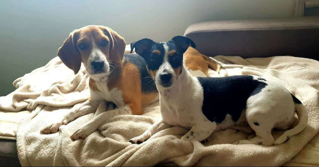 Sara Moura - Sintra - Dog Daycare