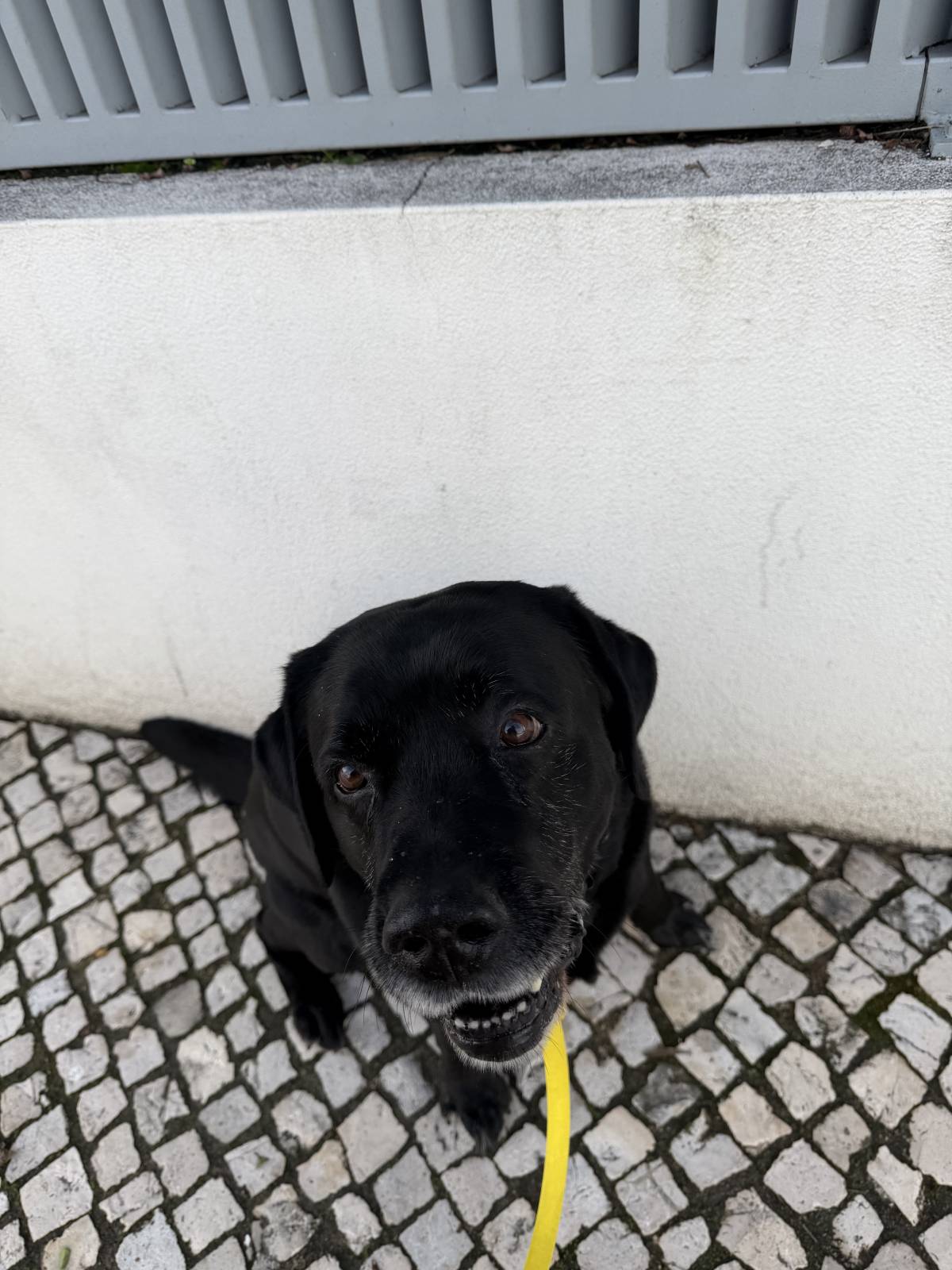 Pet Care em Cascais e arredores - Cascais - Dog Sitting