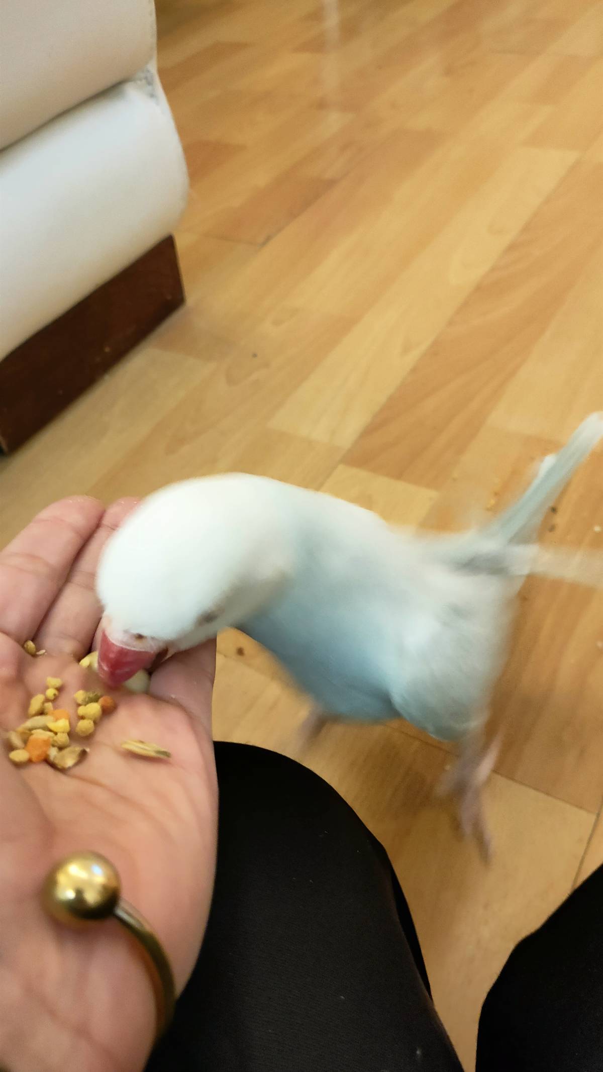 Micaela Bicudo - Óbidos - Hundetagesstätte (Hundesitter)