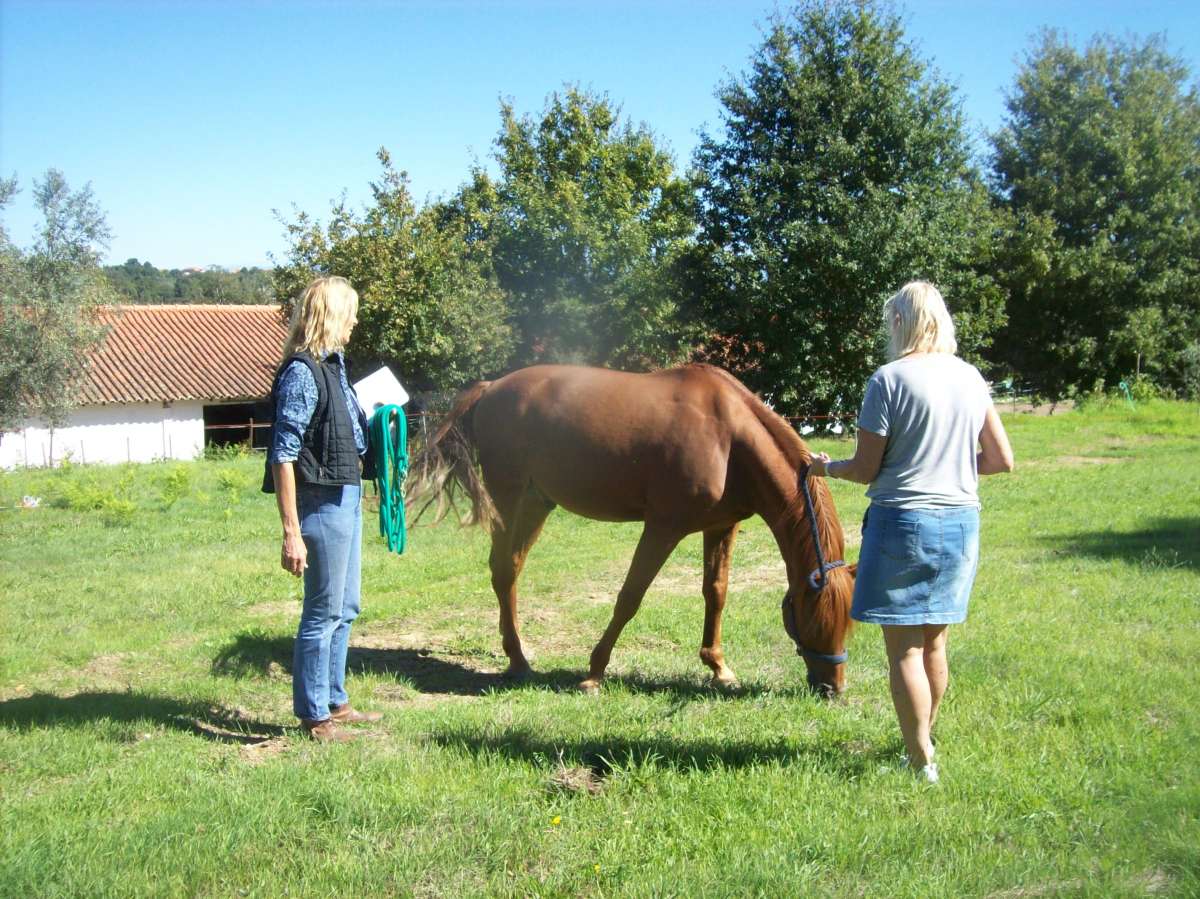 Equicoaching Conny Kadia MCT Mondequus Portugal - Oliveira do Hospital - Coaching de Carreira