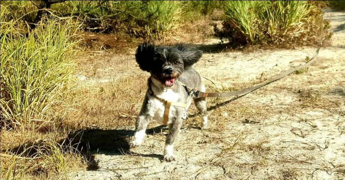Sara Moura - Sintra - Pet Boarding and Daycare