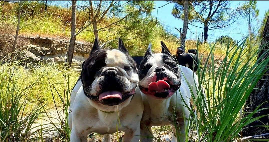Sara Moura - Sintra - Dog Walking