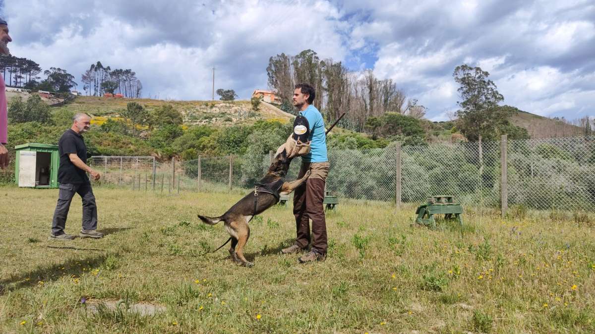 Bruno Rodrigues - Lisboa - Creche para Cães