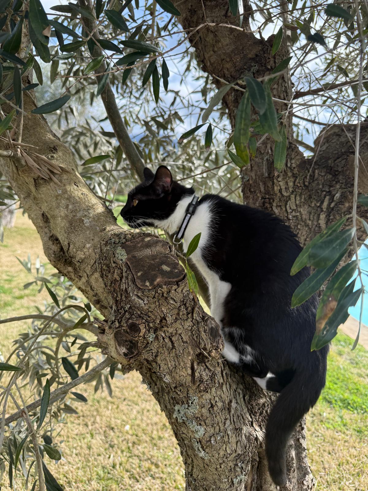 Caio Pinheiro - Lisboa - Pet Sitting e Pet Walking