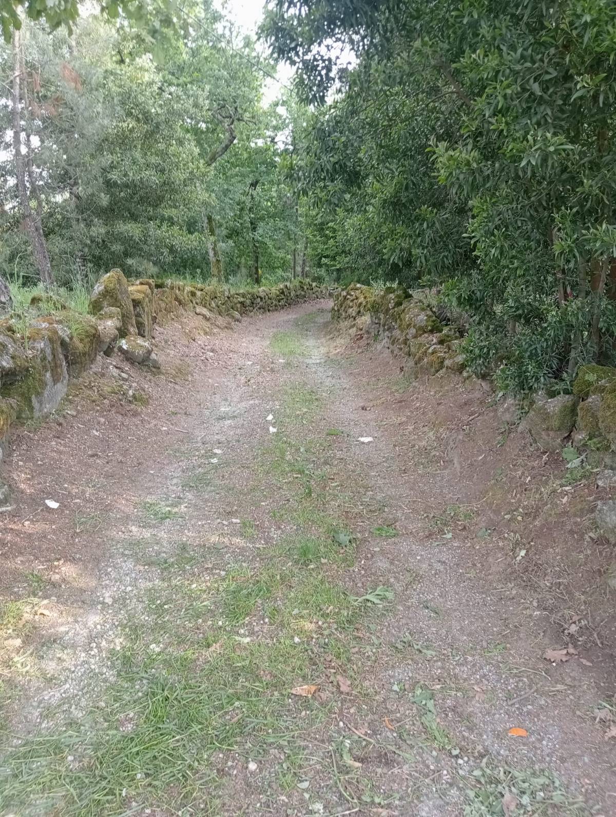 Alexandre Carvalho - Limpeza de Terrenos - Viseu - Jardinagem