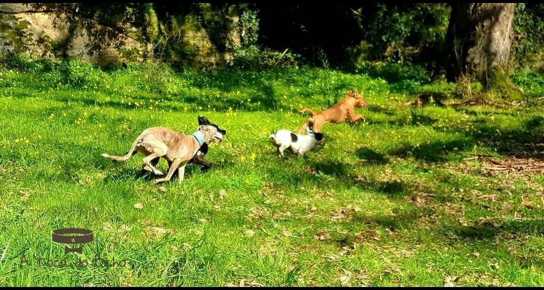 Sara Moura - Sintra - Dog Walking