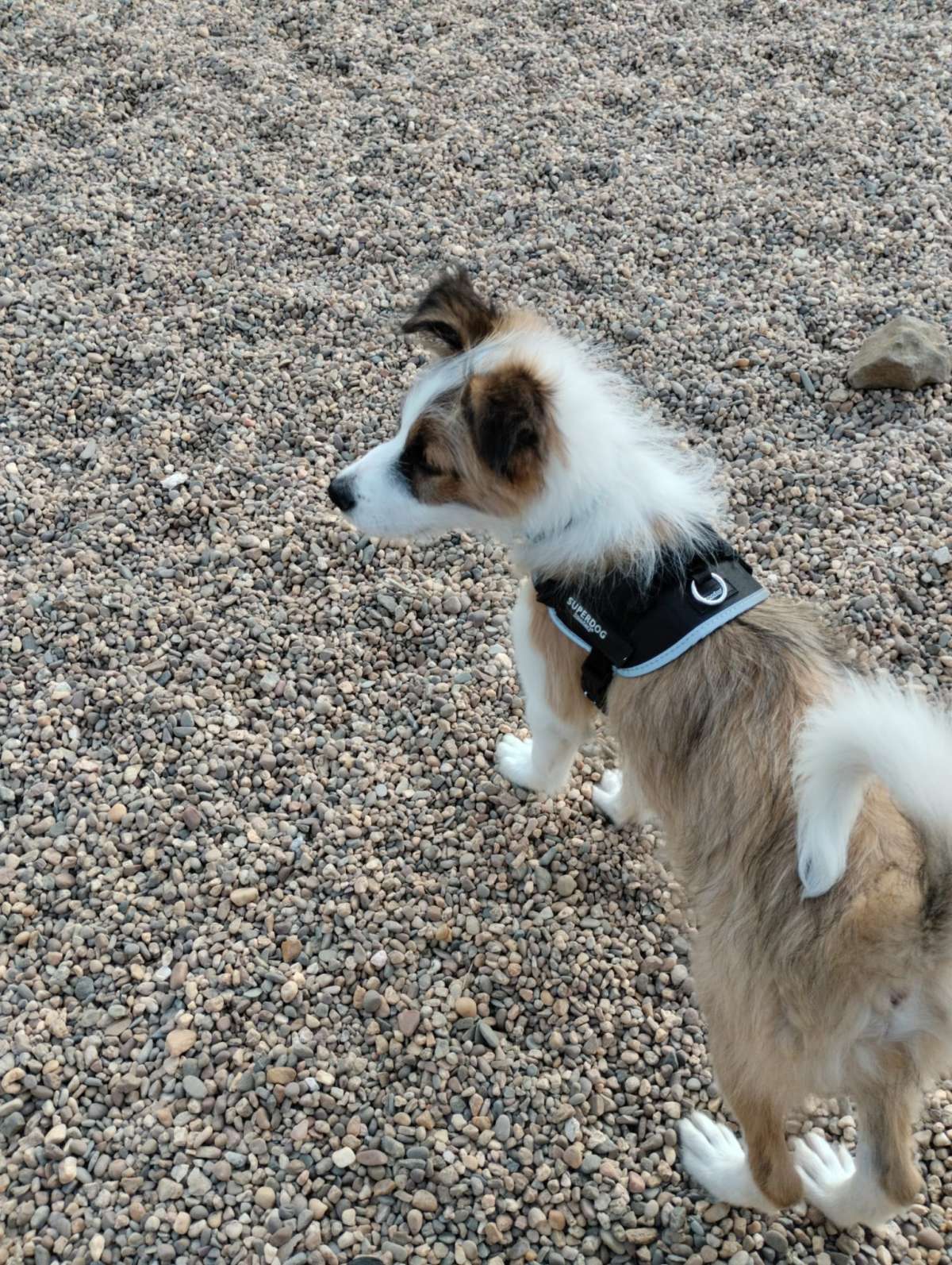 Dog Hotel