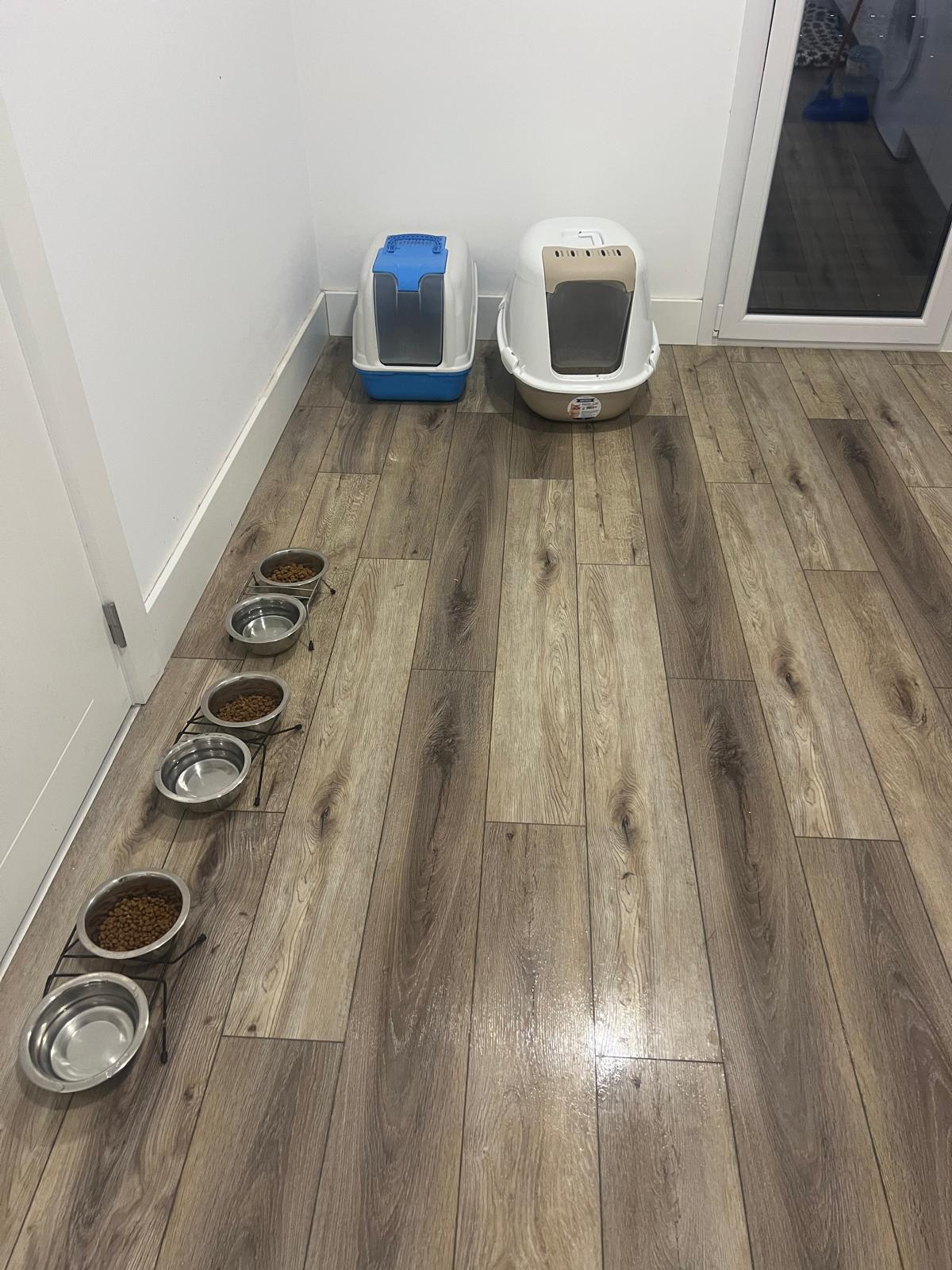 Su Pet Sitter - Odivelas - Banhos e Tosquias para Animais