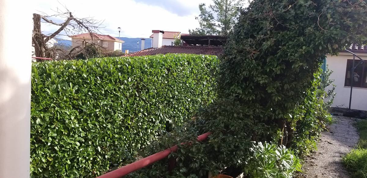 Tree Trimmer