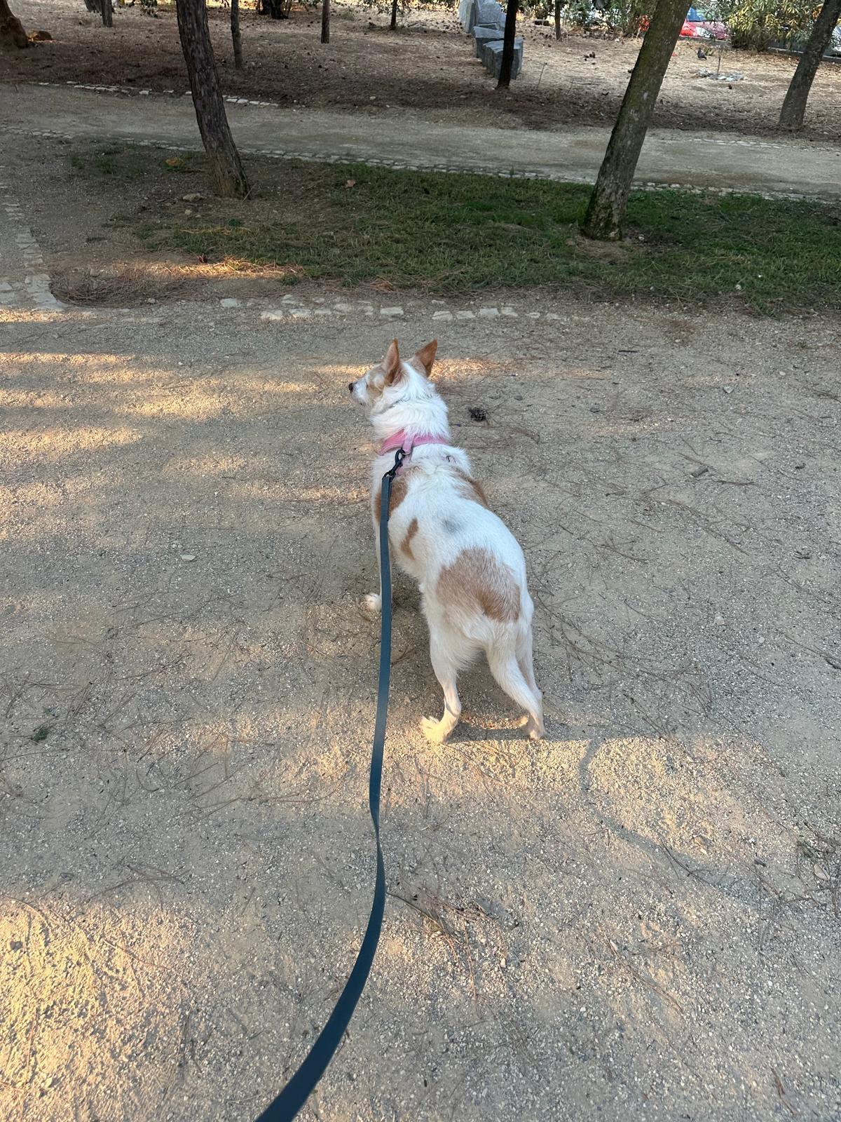 Su Pet Sitter - Odivelas - Dog Walking