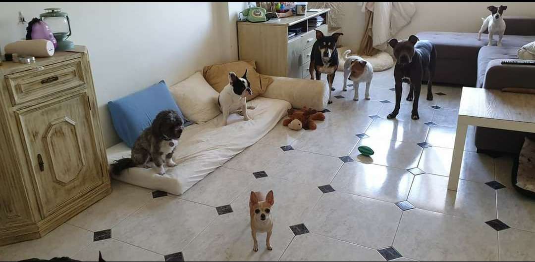 Sara Moura - Sintra - Dog Daycare