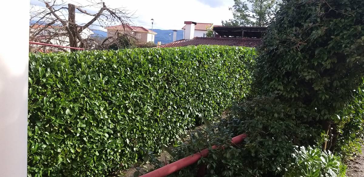 Tree Trimming and Maintenance