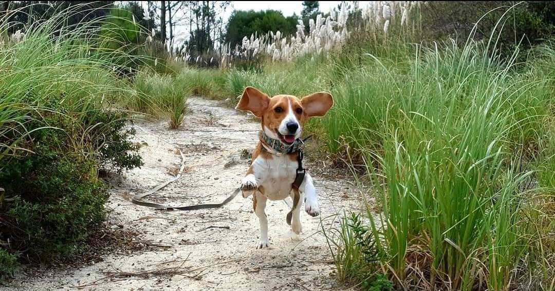 Sara Moura - Sintra - Dog Hotel