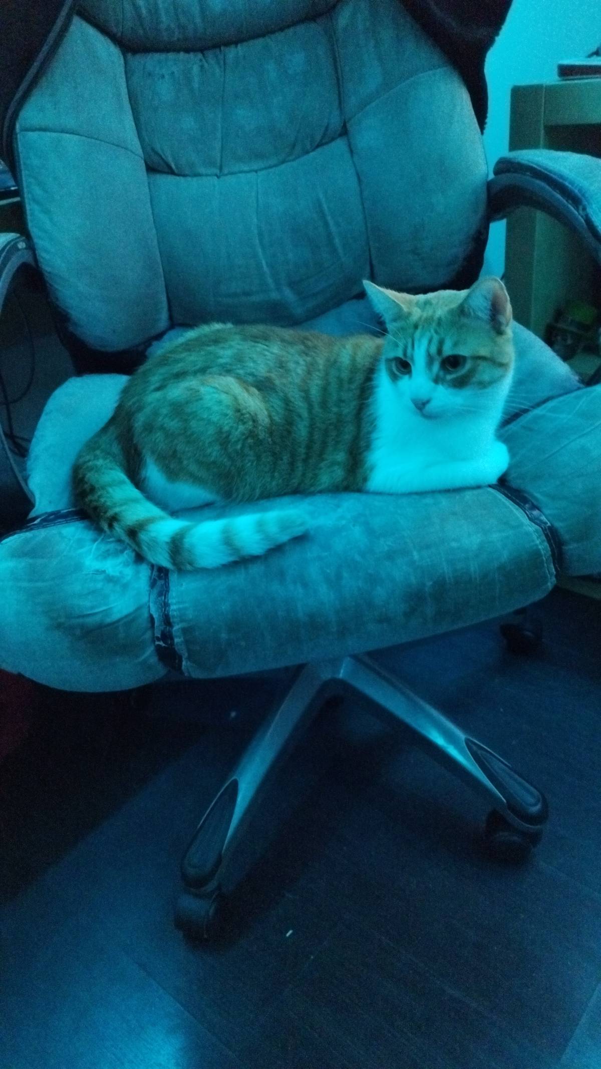 Canto das patas e pelos - Almada - Cat Sitting