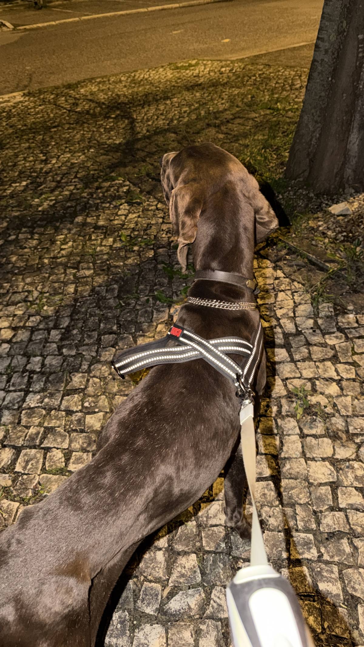 Pet Care em Cascais e arredores - Cascais - Pet Sitting
