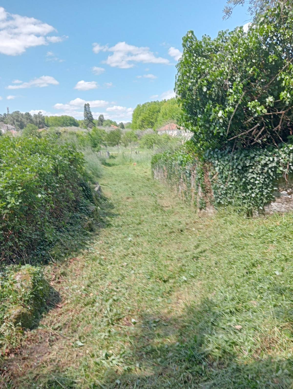 Alexandre Carvalho - Limpeza de Terrenos - Viseu - Plantação de Árvores