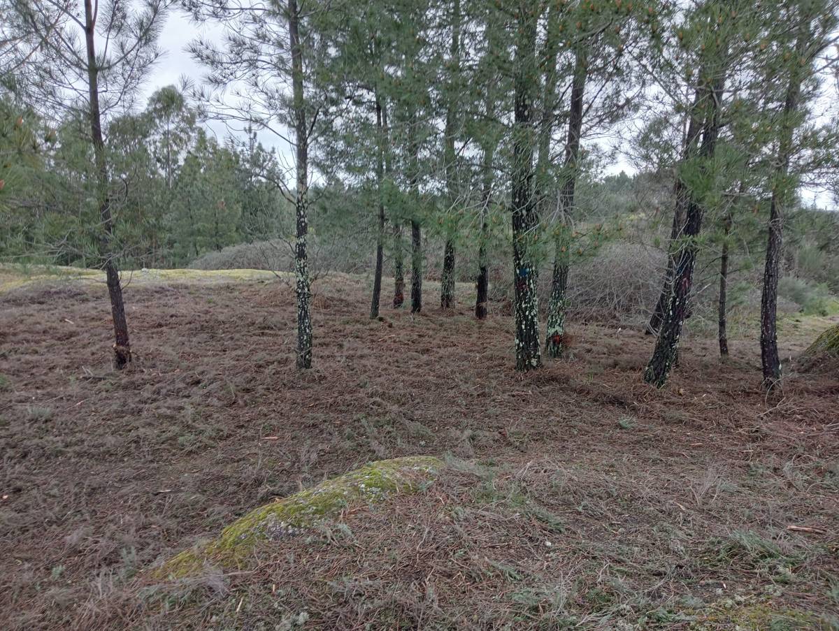 Alexandre Carvalho - Limpeza de Terrenos - Viseu - Jardinagem e Relvados