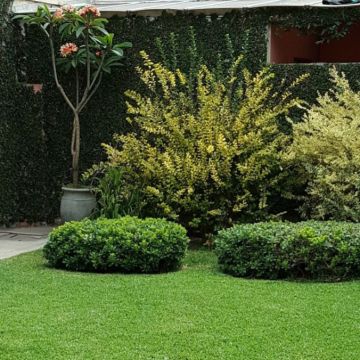 Hortencci Jardinagem - Cascais - Tree Stump Grinding and Removal