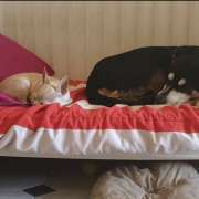 Sara Moura - Sintra - Pet Sitting