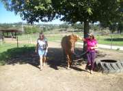 Coaching MCT Equicoaching Conny Kadia Portugal - Oliveira do Hospital - Life Coaching