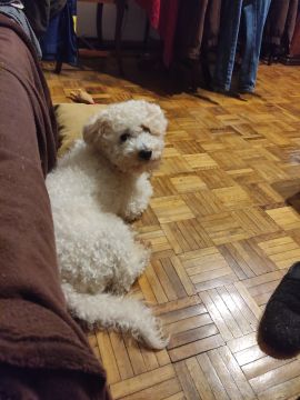 Hotel para Cães