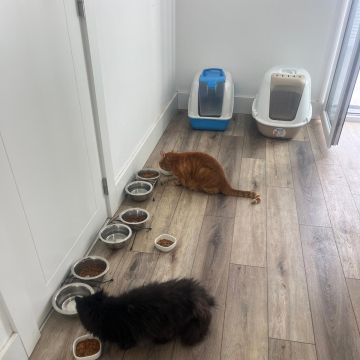 Su Pet Sitter - Odivelas - Dog Sitting