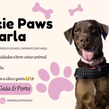 Cookie Paws by Carla - Vila Nova de Gaia - Hundeausführung