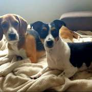 Sara Moura - Sintra - Dog Daycare