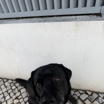 Pet Care em Cascais e arredores - Cascais - Dog Sitting