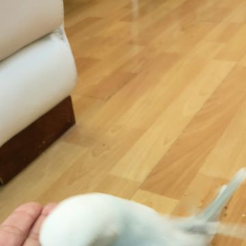 Micaela Bicudo - Óbidos - Hundetagesstätte (Hundesitter)