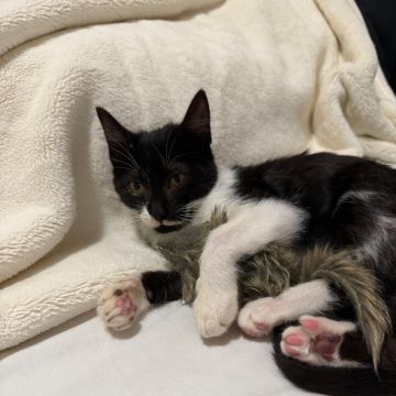Caio Pinheiro - Lisboa - Cuidados para Animais de Estimação