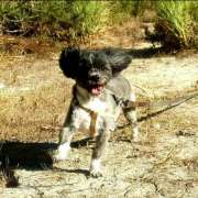 Sara Moura - Sintra - Pet Boarding and Daycare