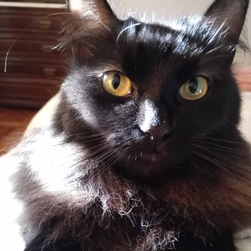Pet Care em Cascais e arredores - Cascais - Pet Sitting e Pet Walking