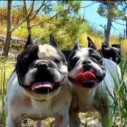Sara Moura - Sintra - Dog Walking