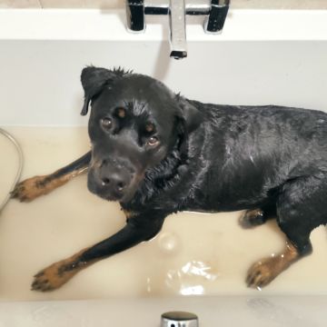 Micaela Bicudo - Óbidos - Hundepension