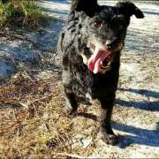 Sara Moura - Sintra - Dog Sitting
