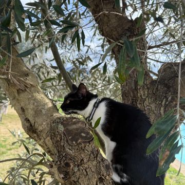 Caio Pinheiro - Lisboa - Pet Sitting e Pet Walking