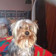 Pet sitting/Dog walking /creche canina Peniche e arredores - Amadora - Dog Sitting