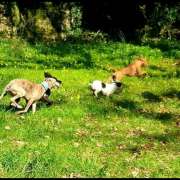 Sara Moura - Sintra - Dog Walking