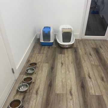 Su Pet Sitter - Odivelas - Banhos e Tosquias para Animais