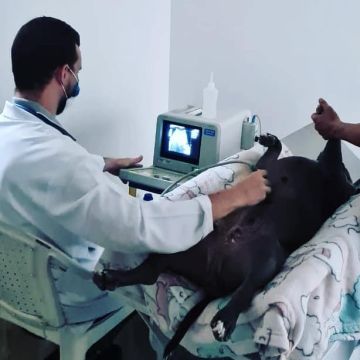 Mauro - Pedrógão Grande - Alquiler de limusinas urbanas