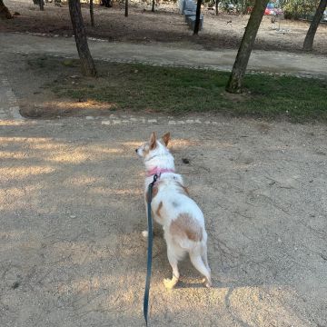 Su Pet Sitter - Odivelas - Dog Walking