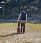 Bruno Rodrigues - Lisboa - Treino de Cães - Aulas