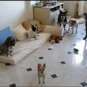 Sara Moura - Sintra - Dog Daycare