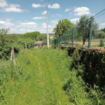 Alexandre Carvalho - Limpeza de Terrenos - Viseu - Remoção de Tronco de Árvore