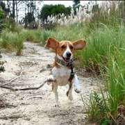 Sara Moura - Sintra - Dog Hotel