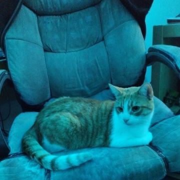 Canto das patas e pelos - Almada - Cat Sitting