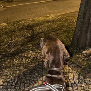 Pet Care em Cascais e arredores - Cascais - Pet Sitting