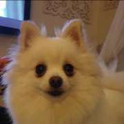 Sara Moura - Sintra - Dog Hotel