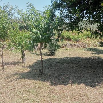 Alexandre Carvalho - Limpeza de Terrenos - Viseu - Corte e Aparação de Relvado